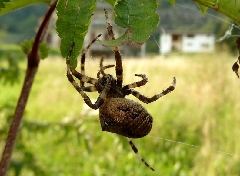Araneus sp.